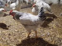 Chickens — Foto 2