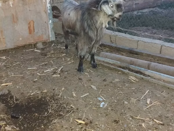 Козёл, Дамасская коза
