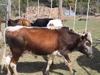 Cow, Nguni cattle — photo 4
