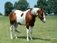 Horse (M), Quarter Horse — photo 2