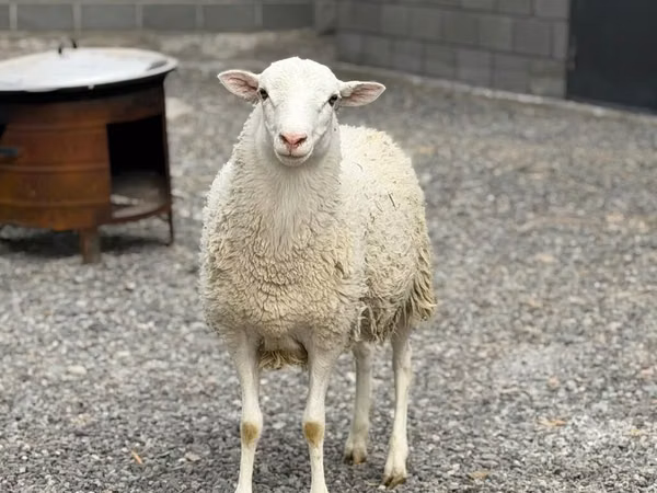 मेढ़ा, Dorper sheep