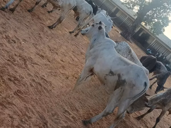Vaca, Brahman