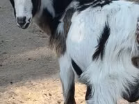 Ziegenbock, Ziegen — Foto 3