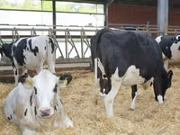 गाय, गोलस्टीन नस्ल — फ़ोटो 4