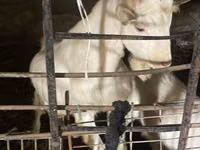 Goat, Dutch Landrace goats — photo 1