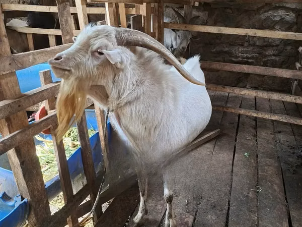 Billy Goat, Goats
