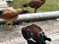 Chickens — photo 2