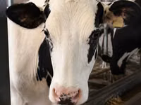 母牛, Holstein breed — 照片 3