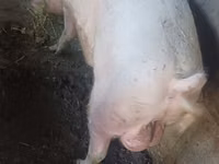 Boar — photo 3