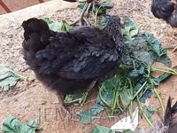 Chickens — foto 5
