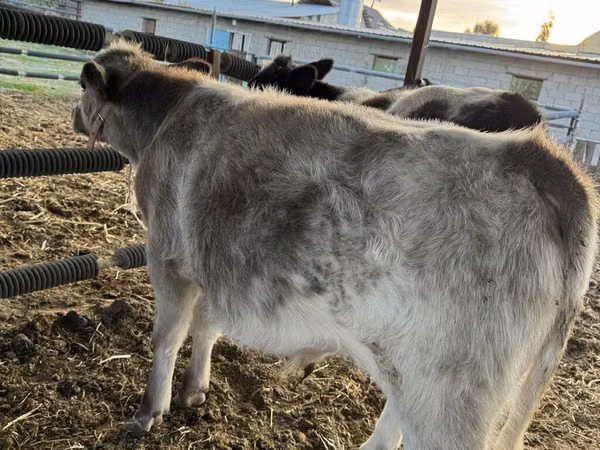 Cattle (batch, sex not specified), Belgian Blue