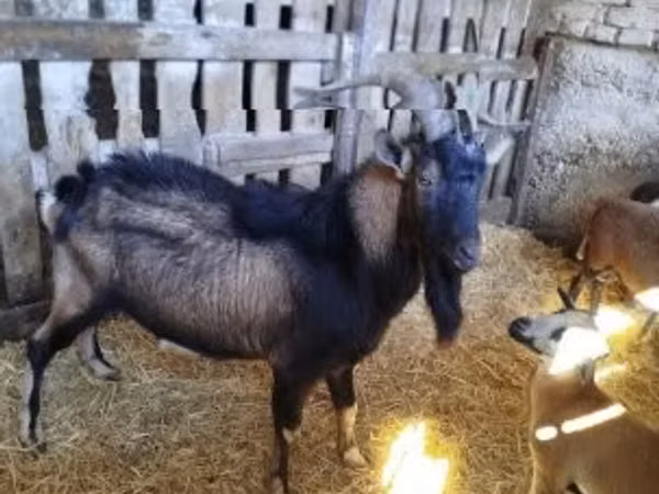 Billy Goat, Italian Alpine goat