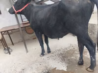 母牛, Cattle — 照片 5