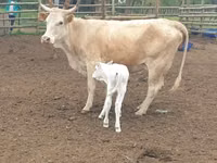 Kuh, Simmental cattle — Foto 1