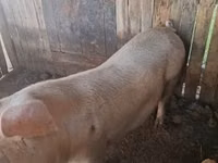 Sow, Pigs — photo 1