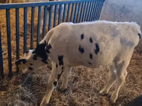 Bull, Russian Black pied cattle — photo 4