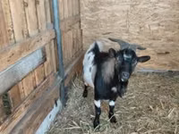 Billy Goat, Dutch Landrace goats — photo 1