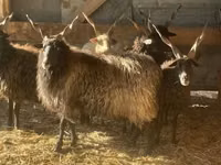 Oveja, Racka sheep — foto 1