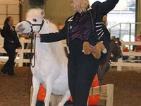घोड़ा, Miniature horse — फ़ोटो 6