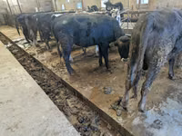 Bull, Karaku — photo 2