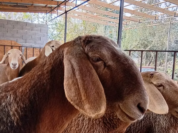Schaf, Arashan sheep