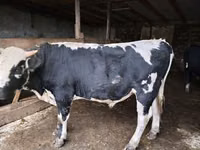 Bull, Russian Black pied cattle — photo 2