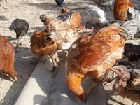 Chickens — foto 1