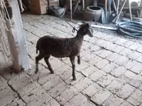 كبش, Arabi sheep — الصورة 3