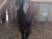 公山羊, Damask goat — 照片 3