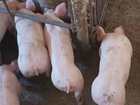 Eber, Schweine — Foto 3