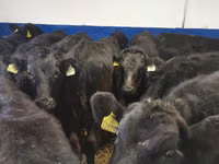Bulle, Aberdeen-Angus — Foto 4