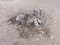 Cerda, Cerdos — foto 1
