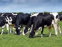Cow, Holstein breed — photo 3