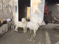 母山羊, Goats — 照片 3