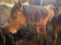 Stute, Kustanai horse — Foto 3