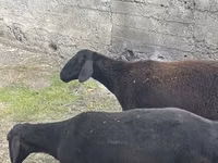 Widder, Rhon sheep — Foto 4