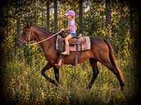 فرس, Quarter Horse — الصورة 1