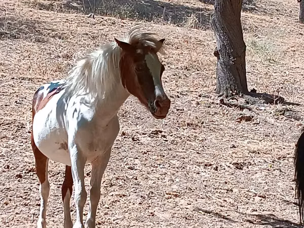 Mare, Shetland Pony