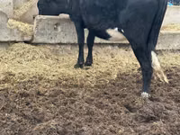 Vaca, Ganado vacuno — foto 4