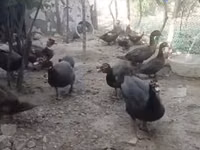 Домашняя мушка — фото 8