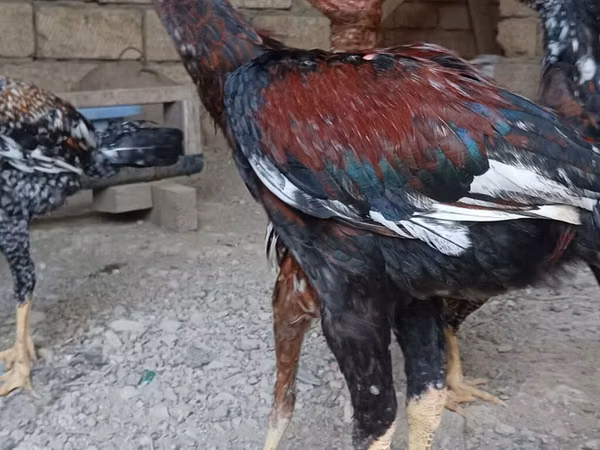 Chickens