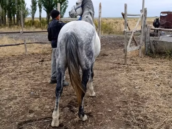 Horse (M), Friesian sport horse