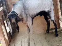 Ziegenbock, Ziegen — Foto 2