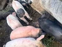 Boar — photo 1