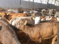 Cattle (batch, sex not specified), Simmental cattle — photo 7
