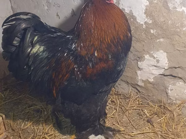 Brahma