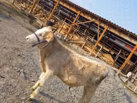 Bull, Swiss cattle — photo 1