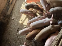 Boar, Pigs — photo 4