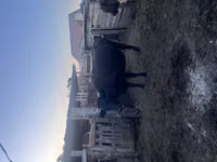 Bull, Latvian Blue cattle — photo 1