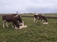 Vaca, Russian Black pied cattle — foto 2